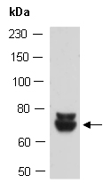 EGR4 Antibody Western (Abiocode)