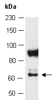 NLK Antibody Western (Abiocode)