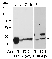 EDIL3 Antibody Western (Abiocode)