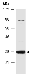 NKX3 Antibody Western (Abiocode)