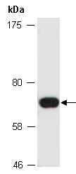 LCP2 Antibody Western (Abiocode)