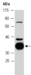 HES1 Antibody Western (Abiocode)