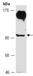 CUL5 Antibody Western (Abiocode)