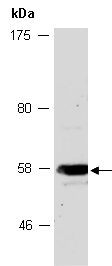 MAPKAP1 Antibody Western (Abiocode)