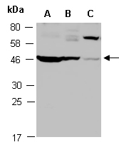 EFNA4 Antibody Western (Abiocode)