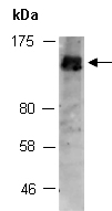 PER3 Antibody Western (Abiocode)