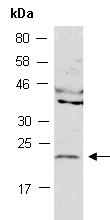 GADD45A Antibody Western (Abiocode)
