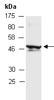 KFL8 Antibody Western (Abiocode)