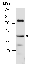 RNF4 Antibody Western (Abiocode)