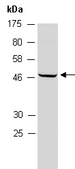 PPARD Antibody Western (Abiocode)