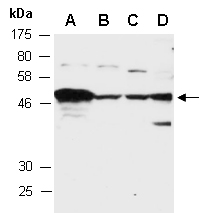 ALKBH1 Antibody Western (Abiocode)