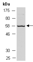 RAD9A Antibody Western (Abiocode)