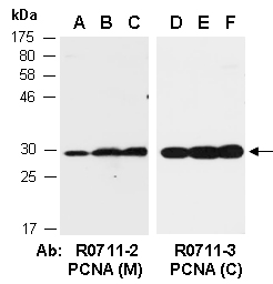 PCNA Antibody Western (Abiocode)