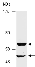 TNFRSF11B Antibody Western (Abiocode)