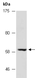 TRAF4 Antibody Western (Abiocode)