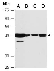 JNK1 Antibody Western (Abiocode)