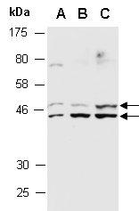 SPHK1 Antibody Western (Abiocode)