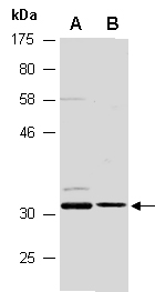 14-3-3 beta/alpha Antibody Western (Abiocode)