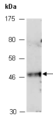 EFNB1 Antibody Western (Abiocode)