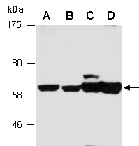 NT5E Antibody Western (Abiocode)