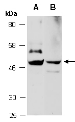 POU5F1 Antibody Western (Abiocode)