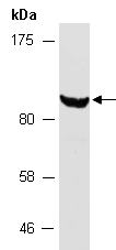 MYBL2 Antibody Western (Abiocode)