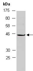 CSNK1D Antibody Western (Abiocode)