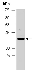 TCEA3 Antibody Western (Abiocode)