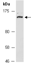 MUC18 Antibody Western (Abiocode)