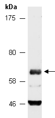 FZD4 Antibody Western (Abiocode)