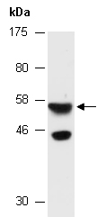 PELI3 Antibody Western (Abiocode)