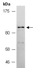 PRLR Antibody Western (Abiocode)