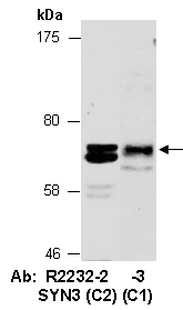 <SYN3> Antibody Western Abiocode