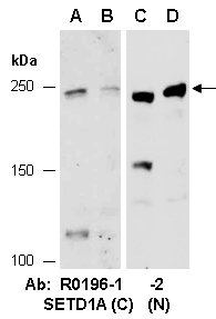 SETD1A Antibody Western (Abiocode)
