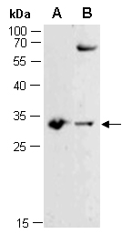 MYF5 Antibody Western (Abiocode)