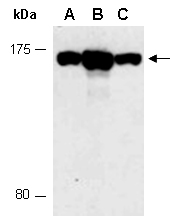 SMC4 Antibody Western (Abiocode)