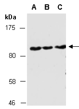 DDB1 Antibody Western (Abiocode)