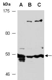 ANGPT1 Antibody Western (Abiocode)