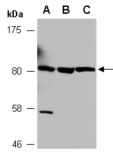 RNF10 Antibody Western (Abiocode)