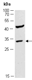 FGF10 Antibody Western (Abiocode)