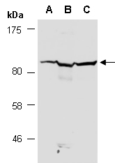 EPB41L4A Antibody Western (Abiocode)