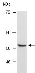 NTNG1 Antibody Western (Abiocode)