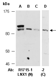 LNX1 Antibody Western (Abiocode)