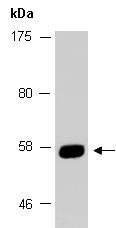 SYT1 Antibody Western (Abiocode)