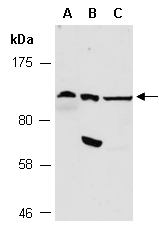 PLD2 Antibody Western (Abiocode)