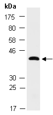 DUSP15 Antibody Western (Abiocode)