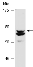 SYN1 Antibody Western (Abiocode)