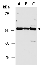 MLH1 Antibody Western (Abiocode)