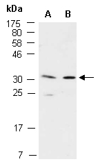 MSX2 Antibody Western (Abiocode)