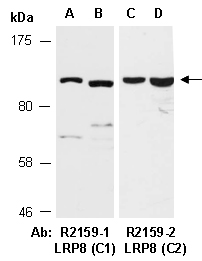 LRP8 Antibody Western (Abiocode)